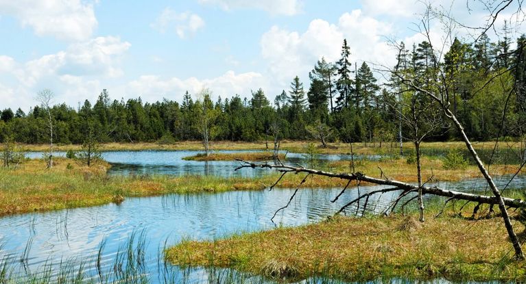 Hochmoor am Kaltenbronn