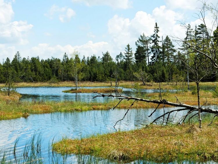 Hochmoor am Kaltenbronn